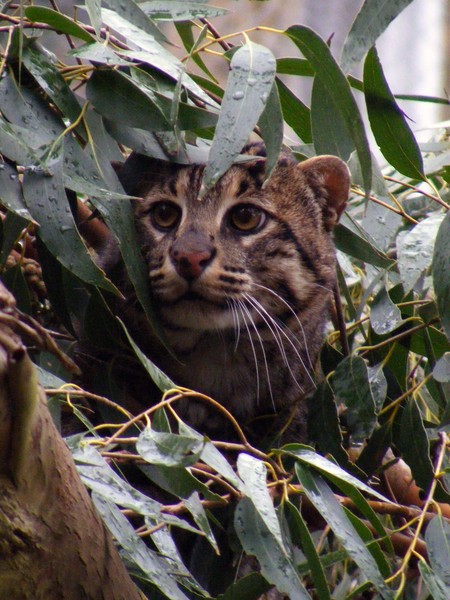 Hamilton Zoo�s new male fishing cat Besar 